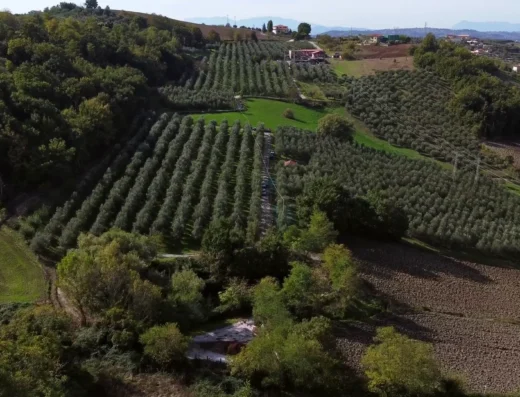 Azienda Agricola Petrilli